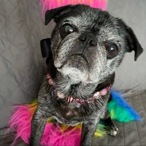 Meet your Posher, Wendy